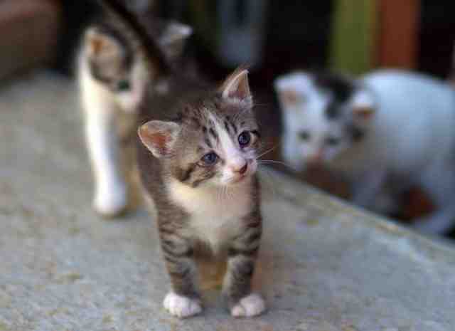 gatos-pequenos-e-fofos17-640x465 Os 40 gatos mais fofos, lindos e pequenos do mundo