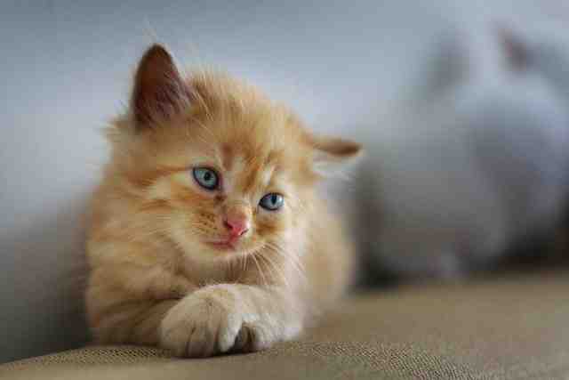 gatos-pequenos-e-fofos2-640x427 Os 40 gatos mais fofos, lindos e pequenos do mundo
