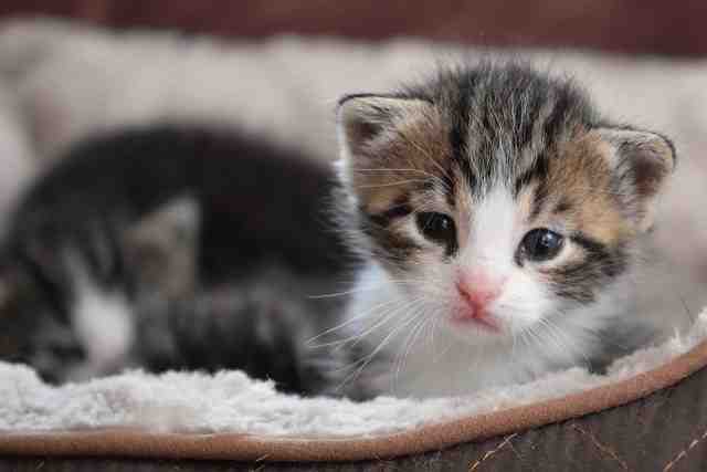 gatos-pequenos-e-fofos8-640x427 Os 40 gatos mais fofos, lindos e pequenos do mundo