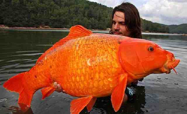peixe-dourado-maior-do-mundo As 12 maiores coisas do mundo que estão no Guinness Book