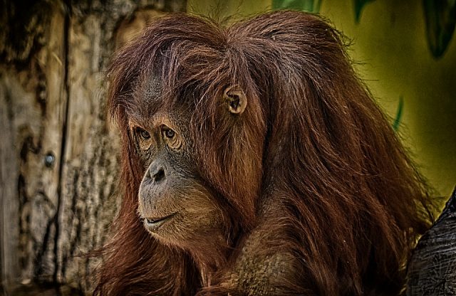 orangotango-640x416 Os 8 animais mais inteligentes do mundo