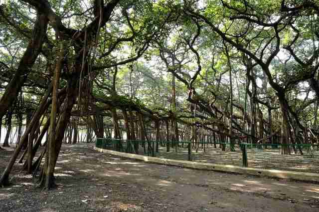 Arvore-Banyan-640x425 Veja as 10 árvores mais curiosas do mundo