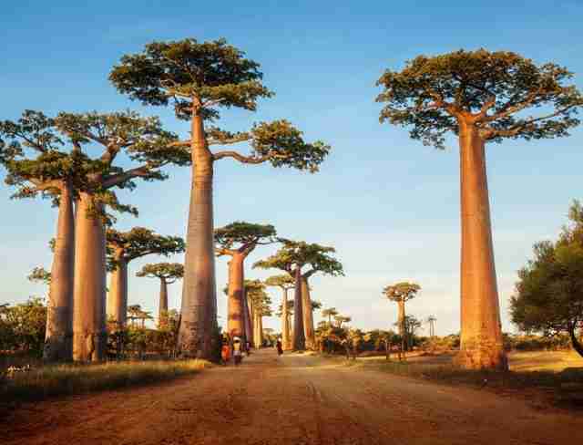 Arvore-Baobas-640x488 Veja as 10 árvores mais curiosas do mundo