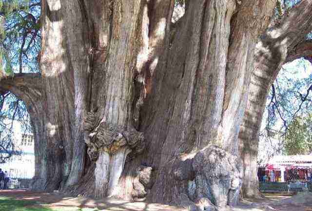 Arvore-Cipreste-640x433 Veja as 10 árvores mais curiosas do mundo