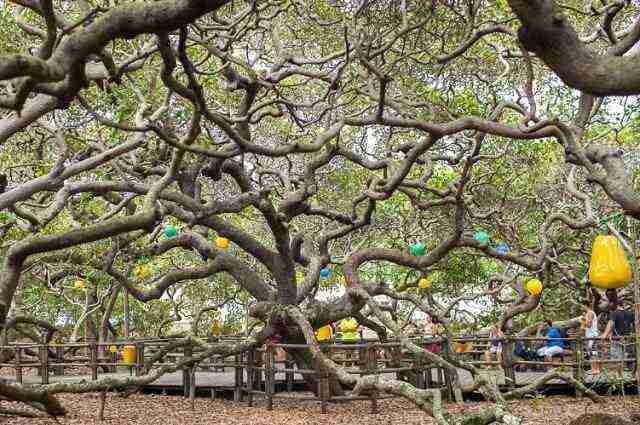 Cajueiro-de-Pirangi-640x425 Veja as 10 árvores mais curiosas do mundo