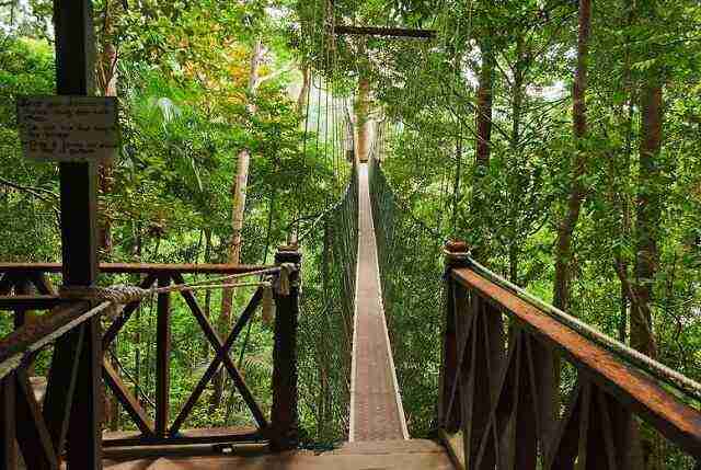 Canopy-Walk As pontes mais incríveis e assustadoras do mundo