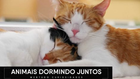 Fotos de animais fofos dormindo juntos