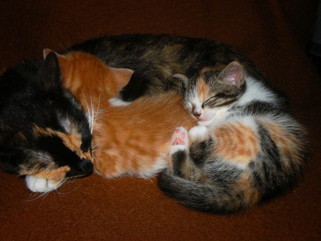 animais-dormindo-juntos10-640x480 Fotos de animais fofos dormindo juntos