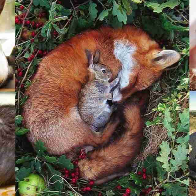 animais-dormindo-juntos16-640x640 Fotos de animais fofos dormindo juntos