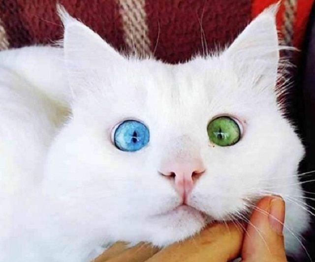 animais-com-olhos-de-cada-cor Veja lindos animais com cores de olhos diferentes