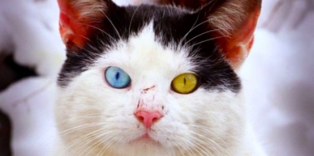 animais-com-olhos-de-cada-cor1 Veja lindos animais com cores de olhos diferentes