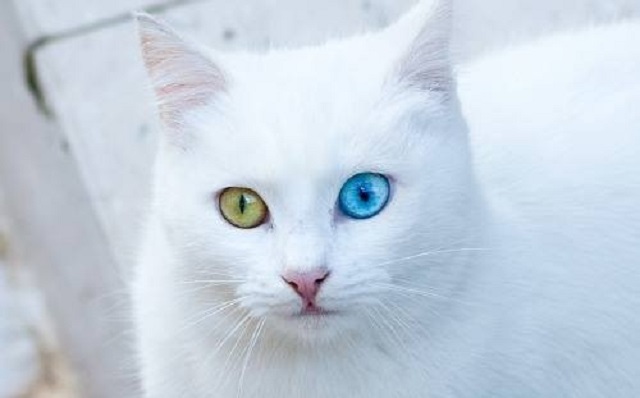 animais-com-olhos-de-cada-cor4 Veja lindos animais com cores de olhos diferentes