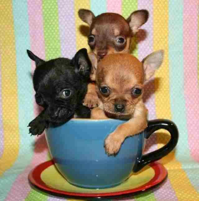 cachorrinhos-dentro-de-xicara Veja animais fofos relaxando dentro de xícaras