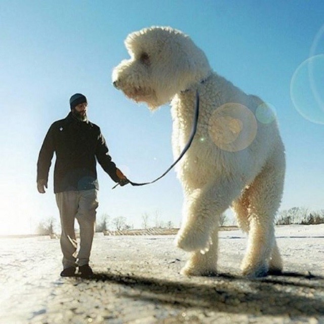 cao-gigante-com-o-photoshop18 Dono transforma seu cão em um gigante usando o Photoshop