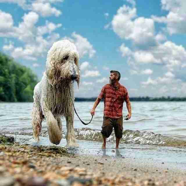 cao-gigante-com-o-photoshop5 Dono transforma seu cão em um gigante usando o Photoshop