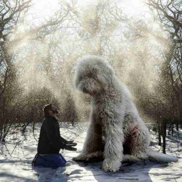 cao-gigante-com-o-photoshop9 Dono transforma seu cão em um gigante usando o Photoshop