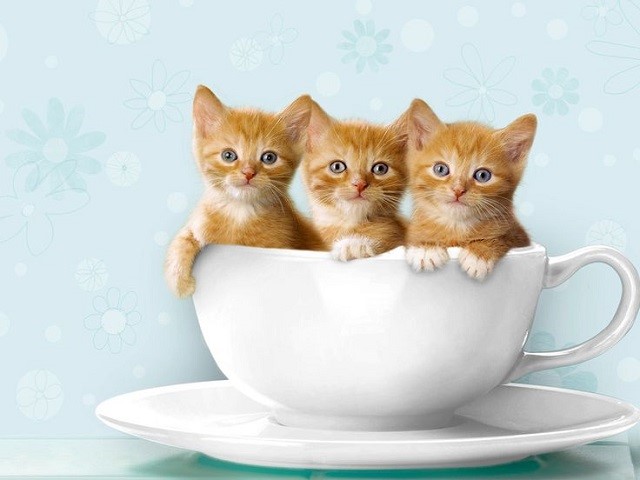gatinhos-dentro-de-xicara Veja animais fofos relaxando dentro de xícaras