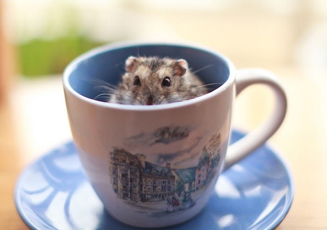 hamster-dentro-de-xicara Veja animais fofos relaxando dentro de xícaras