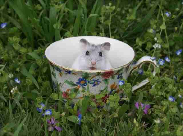 hamster-dentro-de-xicara1 Veja animais fofos relaxando dentro de xícaras