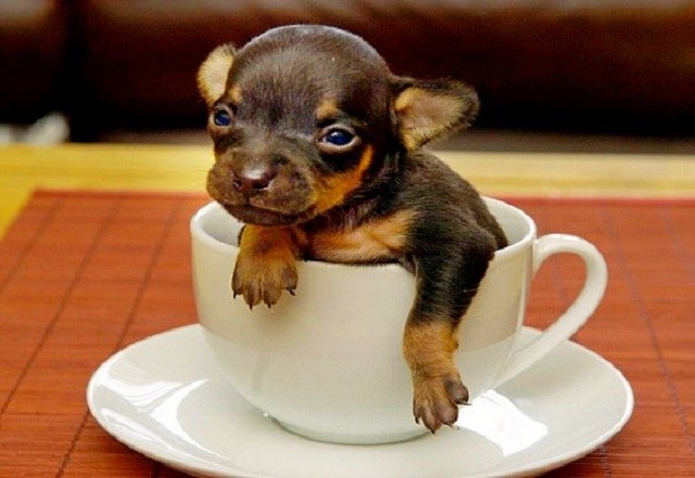 mini-cachorro-dentro-de-xicara Veja animais fofos relaxando dentro de xícaras