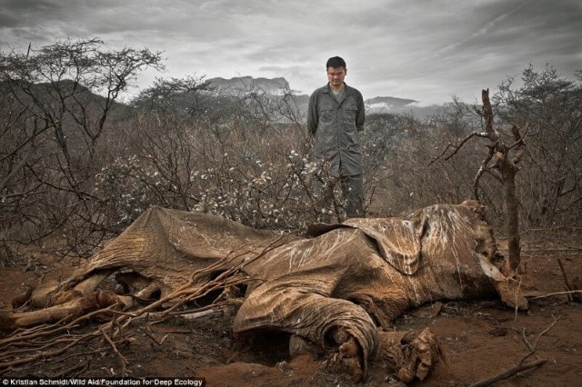Elefante-morto-por-cacador-se-decompoe-lentamente Imagens chocantes que comprovam que estamos em perigo