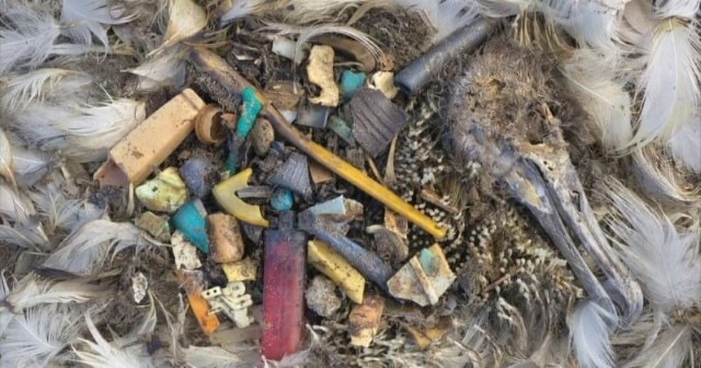 Um-albatroz-morto-apos-consumir-grande-quantidade-de-lixo-plastico Imagens chocantes que comprovam que estamos em perigo