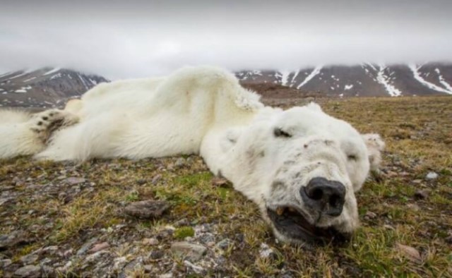 Urso-polar-sucumbe-a-fome-em-Svalbard-na-Noruega Imagens chocantes que comprovam que estamos em perigo