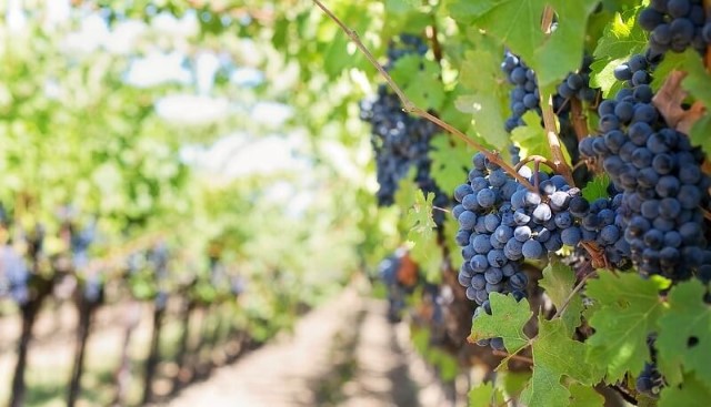 uvas-tintas Veja as 10 curiosidades sobre os vinhos