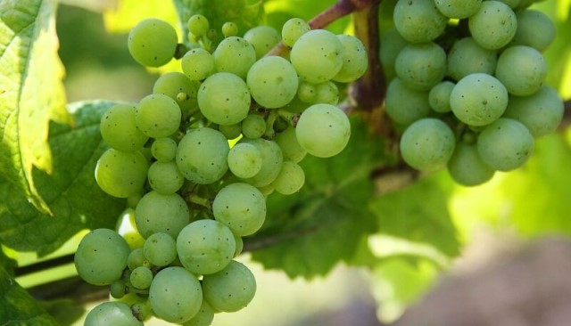 uvas-verdes Veja as 10 curiosidades sobre os vinhos