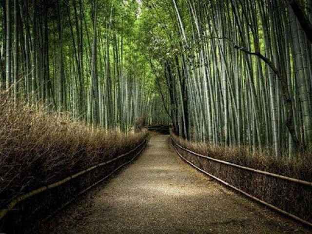 floresta-de-bamboo-japao-1 Conheça os 100 lugares mais lindos do mundo