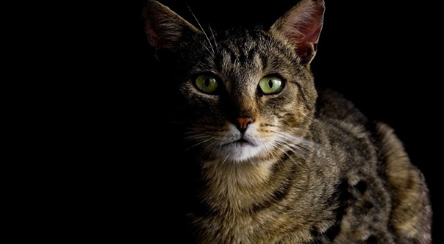 gato-no-escuro Conheça os grandes mitos sobre os gatos