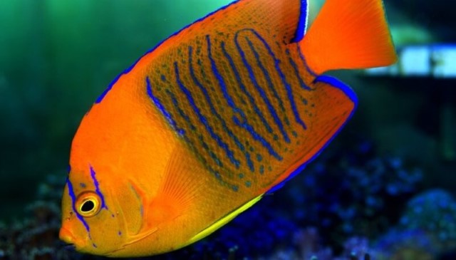 Clarion-Angelfish-1 Veja os 10 peixes mais caros do mundo