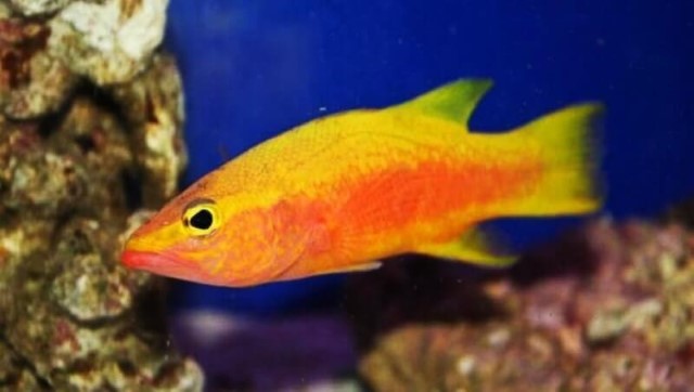 Golden-Basslet-1 Veja os 10 peixes mais caros do mundo