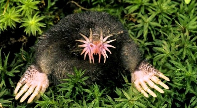 estrela-nosed-mole Veja os seres da natureza mais esquisitos do mundo
