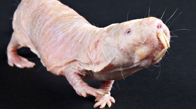 rato-toupeira-pelado Veja os seres da natureza mais esquisitos do mundo