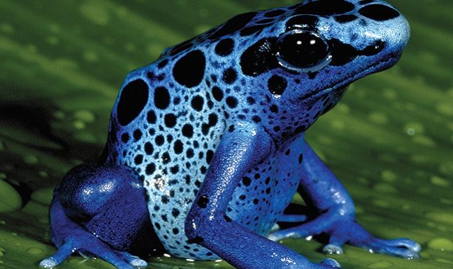 Poison-Dart-Frog-640x380 Os seres da natureza mais perigosos do mundo