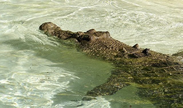 Saltwater-Crocodile-640x380 Os seres da natureza mais perigosos do mundo