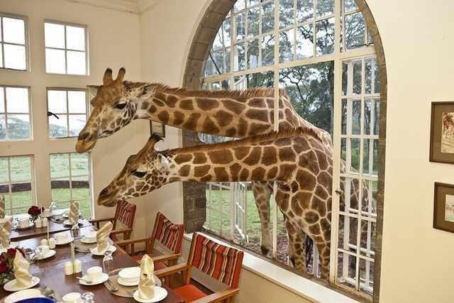 The-Giraffe-Manor-Nairobi-Kenya1-640x427 Os 10 hotéis mais criativos e curiosos do mundo