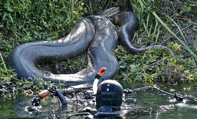 anaconda-rio-amazonas-8-metros1 Veja as maiores anacondas já fotografadas