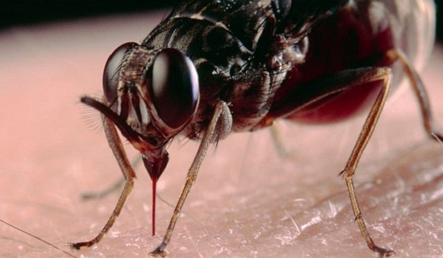 mosca-tse-tse-glossina-fuscioes-640x373 Os seres da natureza mais perigosos do mundo