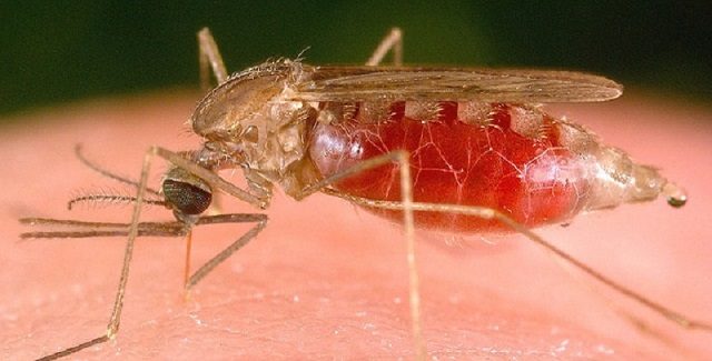 o-mosquito-da-malaria-640x325 Os seres da natureza mais perigosos do mundo