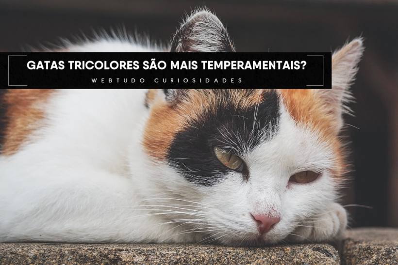 gatas tricolores