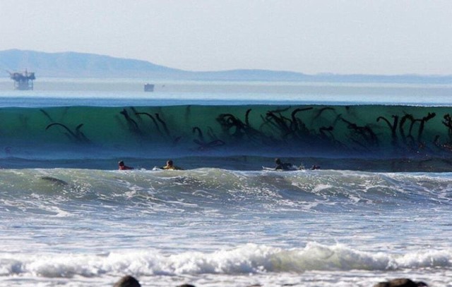 Algas-marinhas-gigantes Os maiores animais marinhos já encontrados no oceano