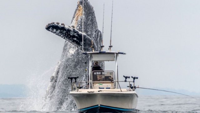 Baleia-gigante Os maiores animais marinhos já encontrados no oceano