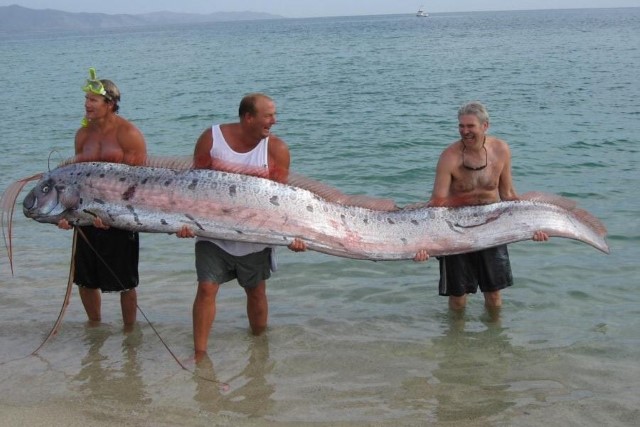 Peixe-remo Os maiores animais marinhos já encontrados no oceano