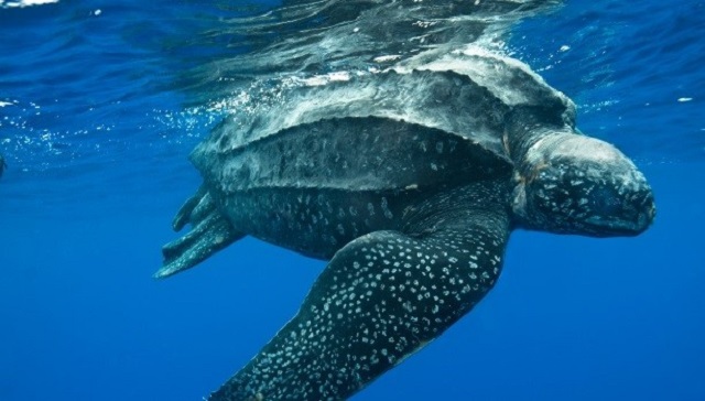 Tartaruga-gigante Os maiores animais marinhos já encontrados no oceano