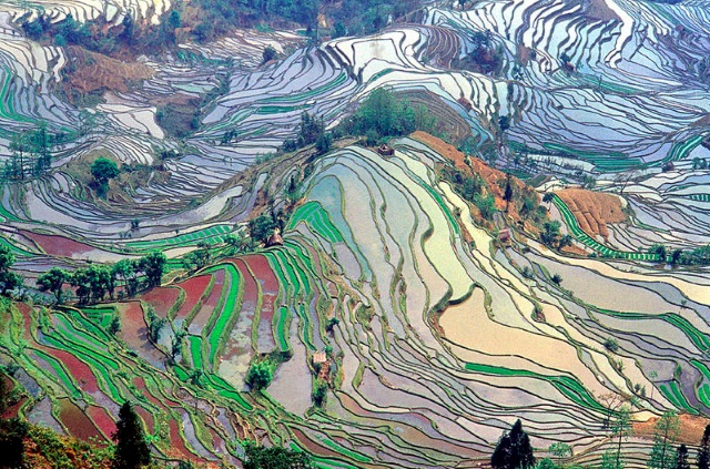Campo-de-arroz-em-Yunnan-China Imagens surpreendentes que parecem irreais, mas que são verdadeiras