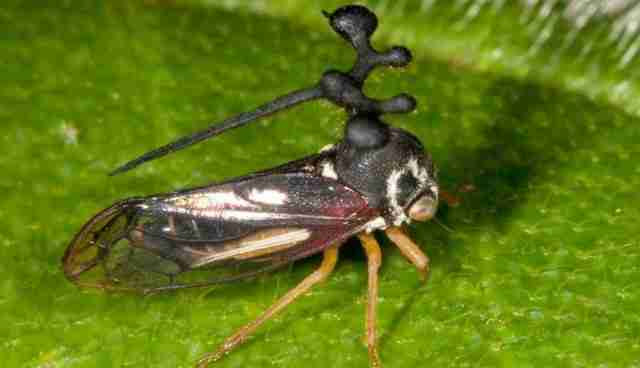 Bocydium-globulare2 Imagens incríveis do inseto mais esquisito do mundo