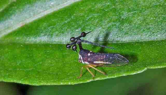 Bocydium-globulare3 Imagens incríveis do inseto mais esquisito do mundo