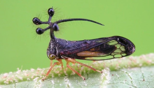 Bocydium-globulare5 Imagens incríveis do inseto mais esquisito do mundo